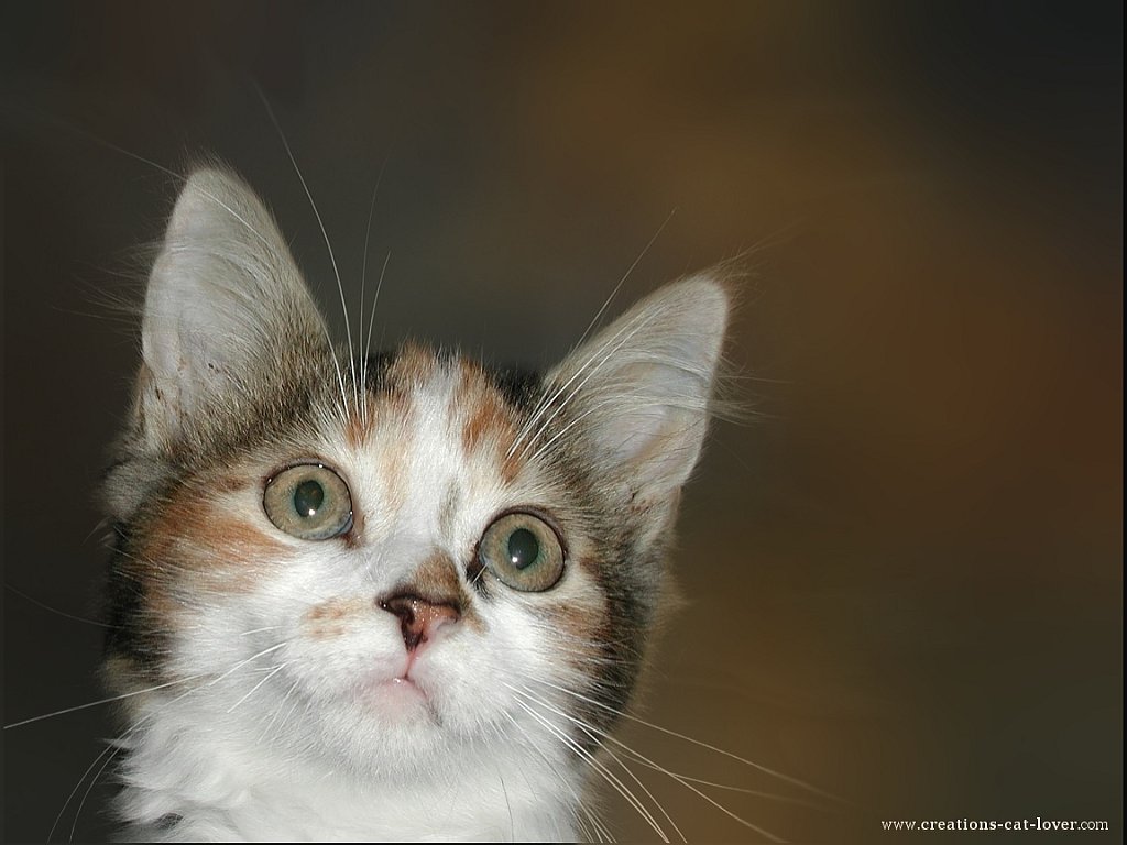 Gatti (335)